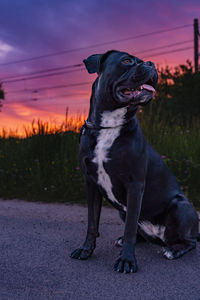 Black cane corso in the evening