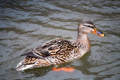 Duck swimming in lake