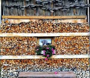 Flowers against stack of logs