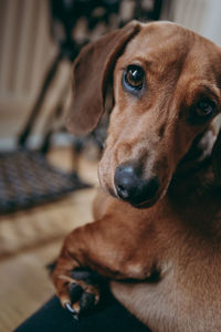 Close-up portrait of dog sitting at home