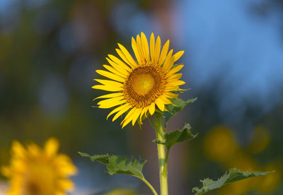 Close-up of yellow flowering plant