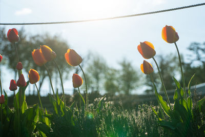 Close-up of orange poppy on field against sky