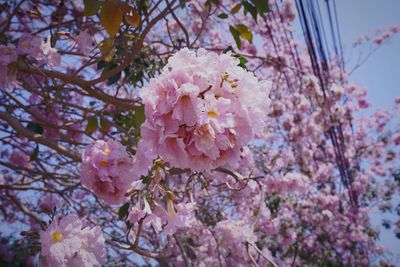 Close-up of pink cherry blossoms in spring