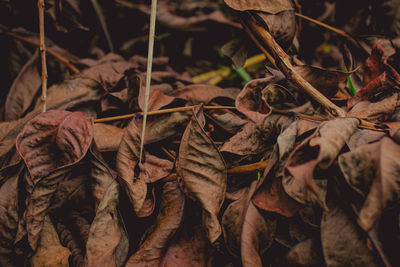 Close-up of dried autumn leaves on field