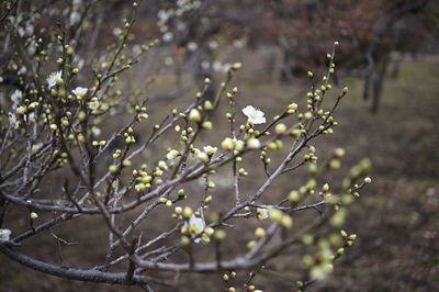 Close-up of white flowering plant