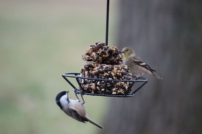 Close-up of bird perching on feeder