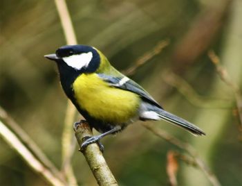 Close-up of bird perching on yellow leaf