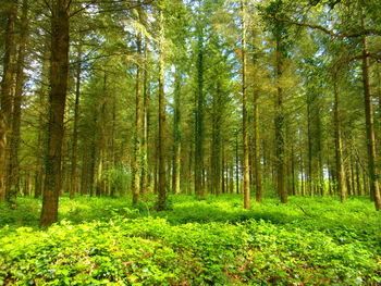 Trees in forest