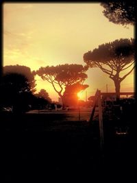 Sun shining through trees