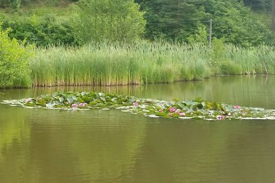 Water lily in lake