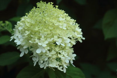 Close-up of white flowering plant