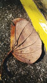 Close-up high angle view of leaf