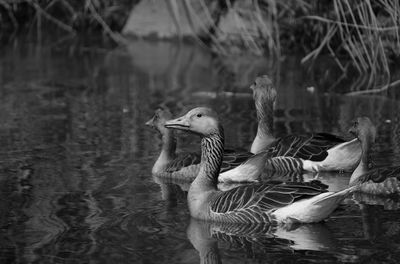 Birds swimming in lake