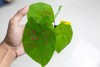 Close-up of hand holding leaves