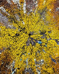 Full frame shot of yellow flowering tree