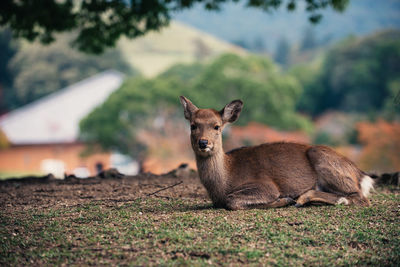 Portrait of deer relaxing on field