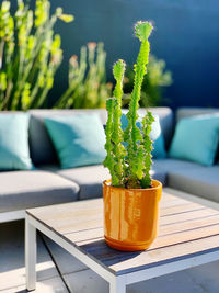 Close-up of potted plant on table