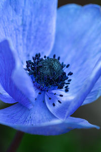 Close-up of blue flowering plant