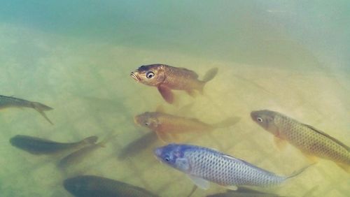 Close-up of fish swimming in water