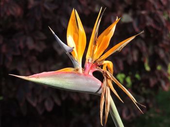 Close-up of yellow flower