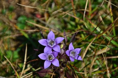 Close-up of purple crocus flowers