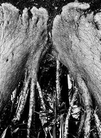 Full frame shot of tree trunk