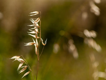 Close-up of dry plant on field