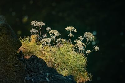 Close-up of flowering plant on rock