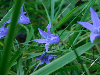 Close-up of purple iris flower on field