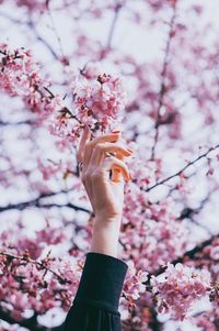 Cropped hand reaching towards cherry blossoms 