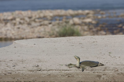 Close-up of a lizard on the beach