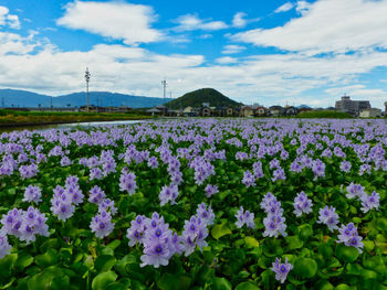 View of flowering plants on land against sky