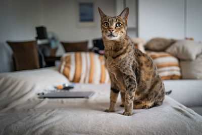 Portrait of cat sitting on sofa at home