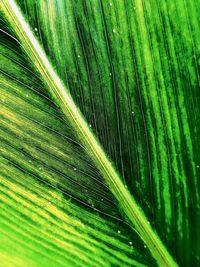 Full frame shot of palm leaves