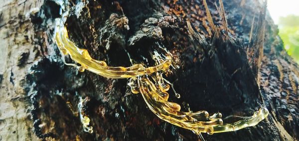 High angle view of insect on tree trunk