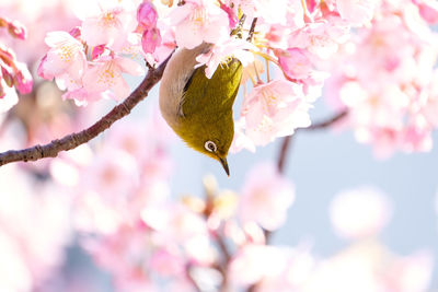 Close-up of cherry blossoms in spring