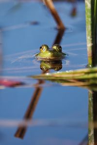 Close-up of turtle in water