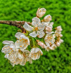 Close-up of white cherry blossom