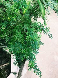 High angle view of person on plant