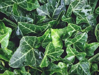 Full frame shot of green leaves