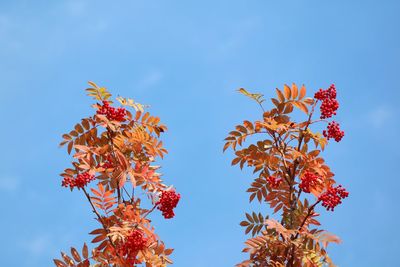 Low angle view of red flowering plant against clear blue sky