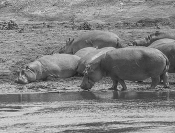 View of a turtle in lake