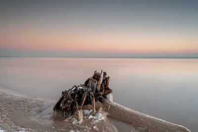 Driftwood on beach against sky during sunset