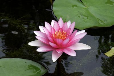 Close-up of lotus water lily