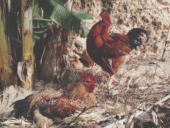 Birds in cage