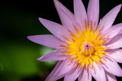 Close-up of purple flower