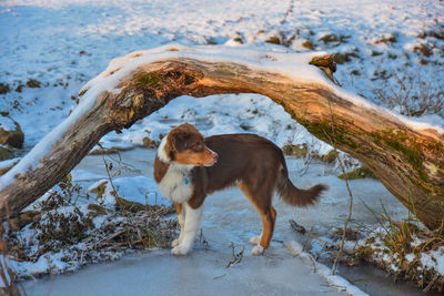 Dog standing on snow covered land