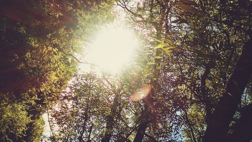 Low angle view of trees in forest against bright sun
