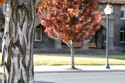 Close-up of tree in autumn