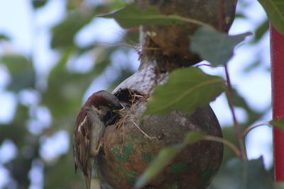 Low angle view of bird perching on tree